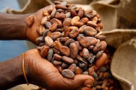 16/09/20 Cacao : la France, les USA… sortent de la liste des clients du Cameroun au profit de la Corée du Sud, le Liban…